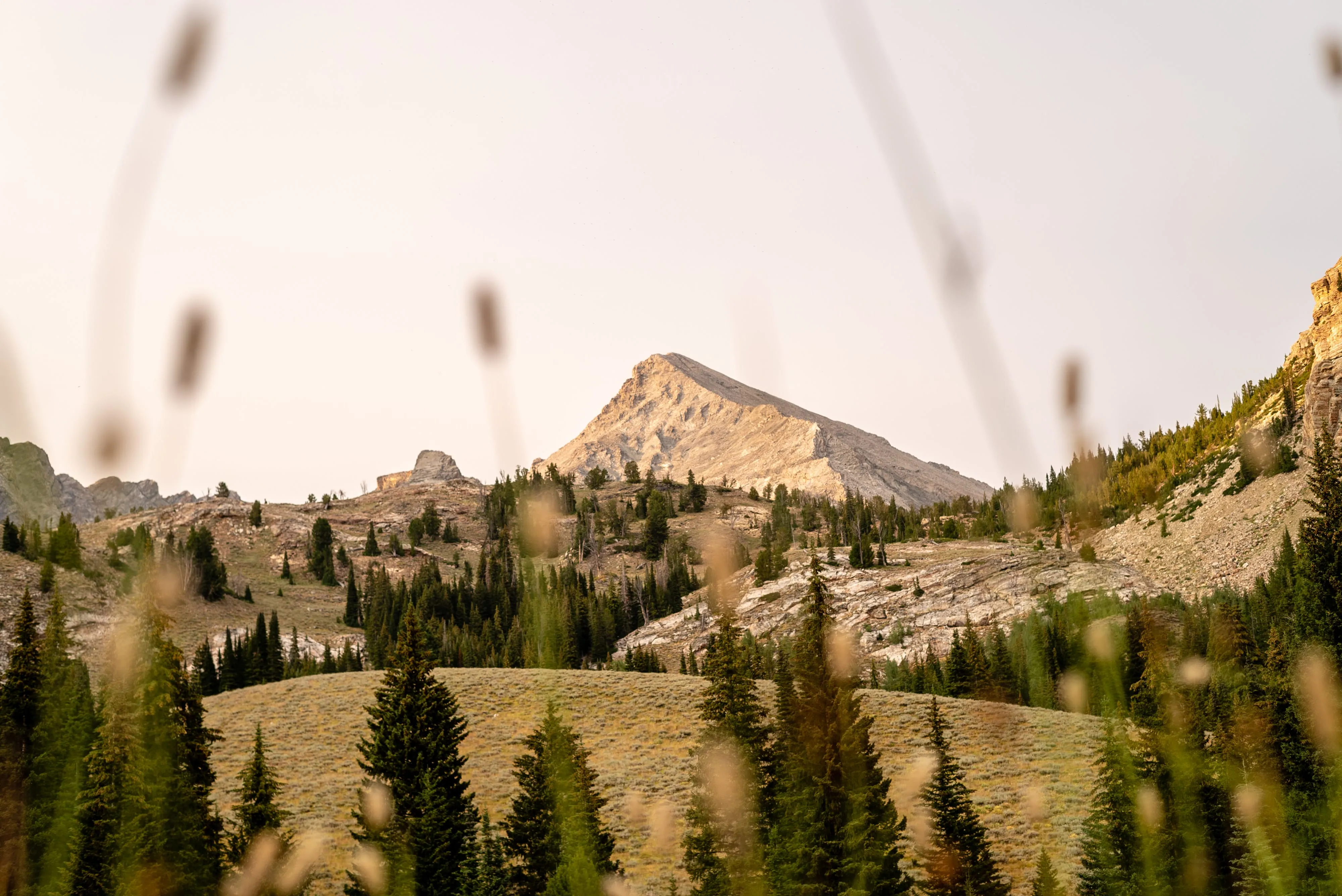 A lit peak beyond pines, seen through blurred heads of grass