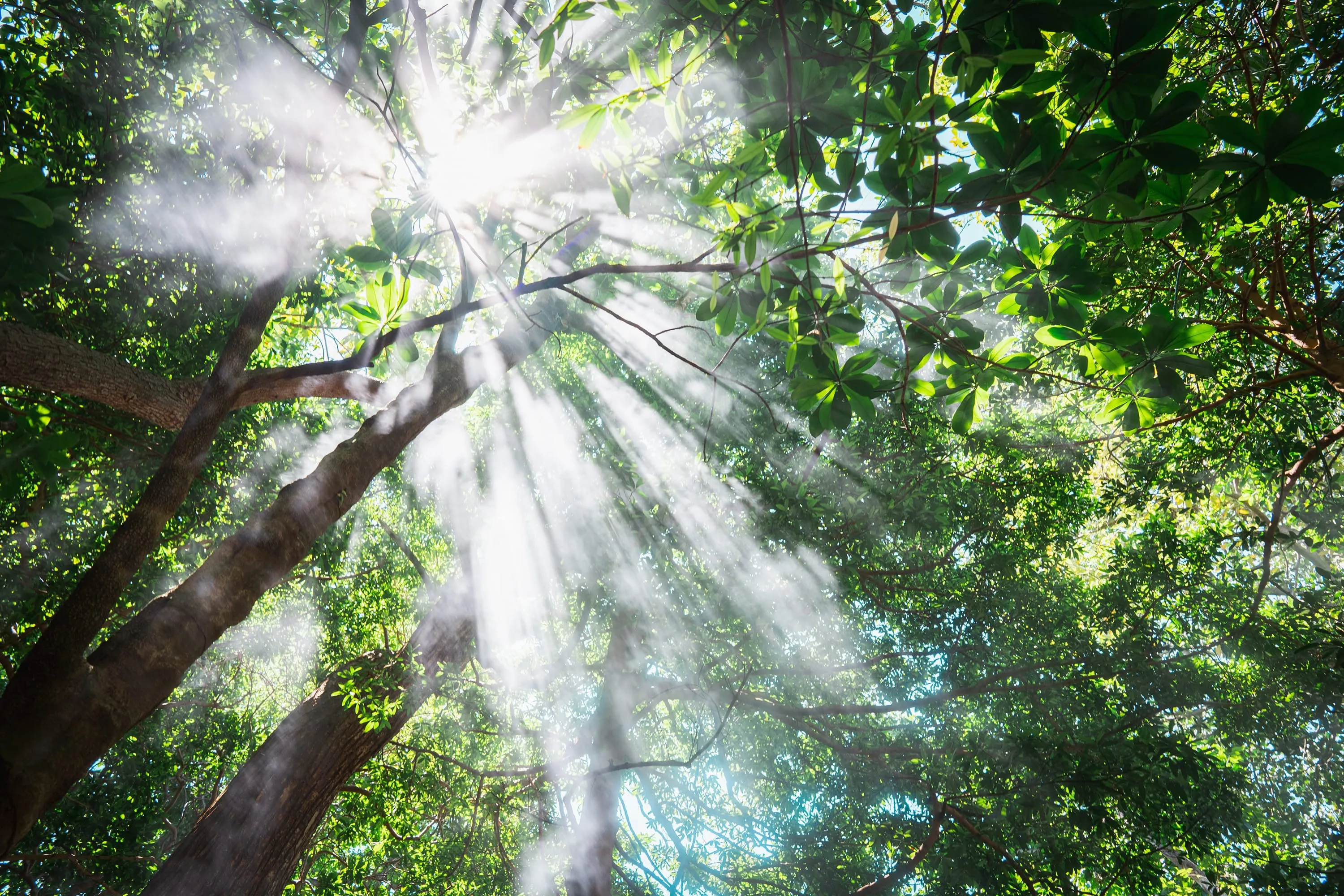 Sun breaking through a forest canopy in shafts of light and mist