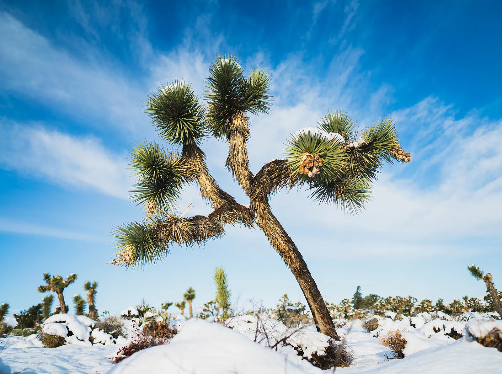 A Joshua tree standing in fresh snow under a hard blue sky