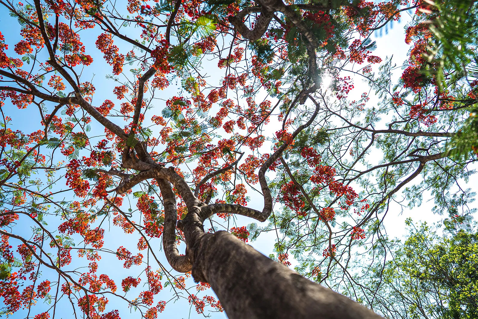 Looking straight up the trunk of a malinche in full red bloom